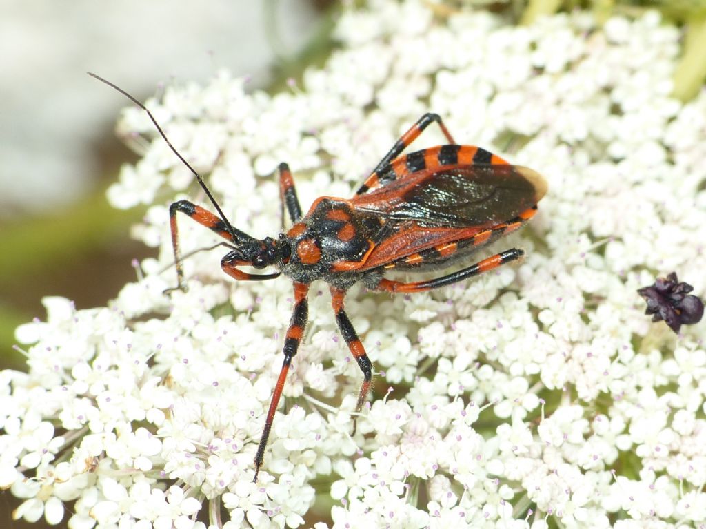 Rhinocoris da identificare.